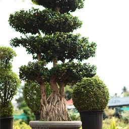 Yugen Agro Garden One of the largest Nursery in Kottai Nedumbassery Kerala