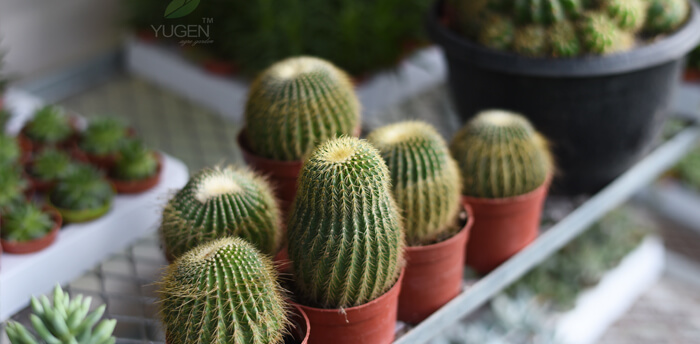 Yugen Agro Garden One of the largest Nursery in Kottai Nedumbassery Kerala