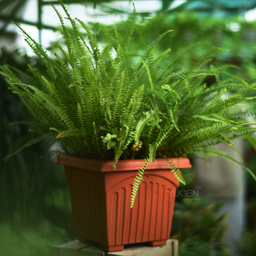 Yugen Agro Garden One of the largest Nursery in Kottai Nedumbassery Kerala