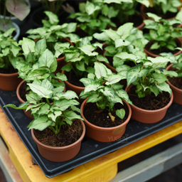 Yugen Agro Garden One of the largest Nursery in Kottai Nedumbassery Kerala