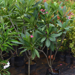 Yugen Agro Garden One of the largest Nursery in Kottai Nedumbassery Kerala