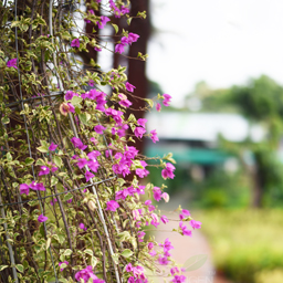 Yugen Agro Garden One of the largest Nursery in Kottai Nedumbassery Kerala