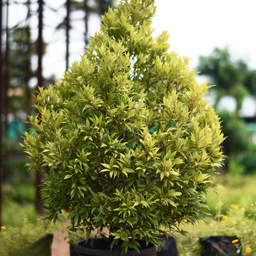 Yugen Agro Garden One of the largest Nursery in Kottai Nedumbassery Kerala