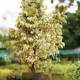 Yugen Agro Garden One of the largest Nursery in Kottai Nedumbassery Kerala