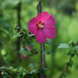 Yugen Agro Garden One of the largest Nursery in Kottai Nedumbassery Kerala