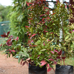 Yugen Agro Garden One of the largest Nursery in Kottai Nedumbassery Kerala