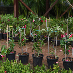 Yugen Agro Garden One of the largest Nursery in Kottai Nedumbassery Kerala