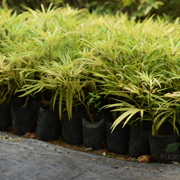 Yugen Agro Garden One of the largest Nursery in Kottai Nedumbassery Kerala