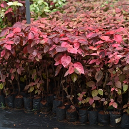 Yugen Agro Garden One of the largest Nursery in Kottai Nedumbassery Kerala