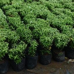 Yugen Agro Garden One of the largest Nursery in Kottai Nedumbassery Kerala