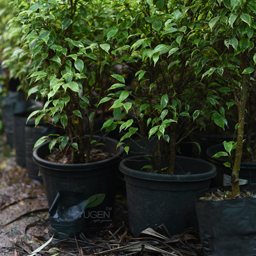 Yugen Agro Garden One of the largest Nursery in Kottai Nedumbassery Kerala