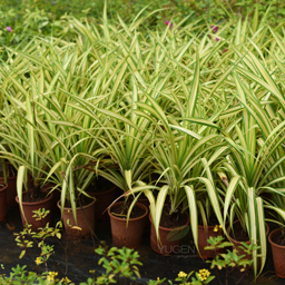 Yugen Agro Garden One of the largest Nursery in Kottai Nedumbassery Kerala