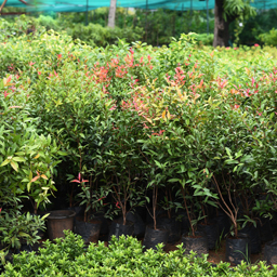 Yugen Agro Garden One of the largest Nursery in Kottai Nedumbassery Kerala