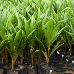 Yugen Agro Garden One of the largest Nursery in Kottai Nedumbassery Kerala