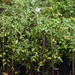 Yugen Agro Garden One of the largest Nursery in Kottai Nedumbassery Kerala