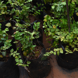 Yugen Agro Garden One of the largest Nursery in Kottai Nedumbassery Kerala