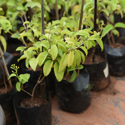 Yugen Agro Garden One of the largest Nursery in Kottai Nedumbassery Kerala