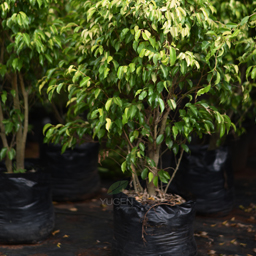 Yugen Agro Garden One of the largest Nursery in Kottai Nedumbassery Kerala