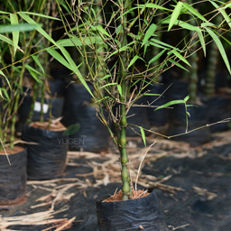 Yugen Agro Garden One of the largest Nursery in Kottai Nedumbassery Kerala