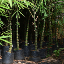 Yugen Agro Garden One of the largest Nursery in Kottai Nedumbassery Kerala