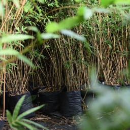 Yugen Agro Garden One of the largest Nursery in Kottai Nedumbassery Kerala