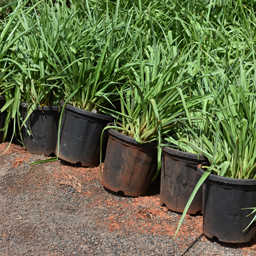 Yugen Agro Garden One of the largest Nursery in Kottai Nedumbassery Kerala