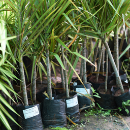 Yugen Agro Garden One of the largest Nursery in Kottai Nedumbassery Kerala