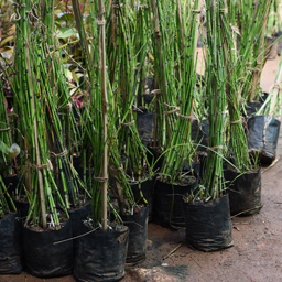 Yugen Agro Garden One of the largest Nursery in Kottai Nedumbassery Kerala