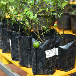 Yugen Agro Garden One of the largest Nursery in Kottai Nedumbassery Kerala