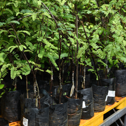 Yugen Agro Garden One of the largest Nursery in Kottai Nedumbassery Kerala