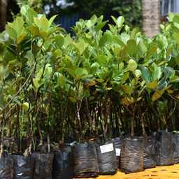 Yugen Agro Garden One of the largest Nursery in Kottai Nedumbassery Kerala