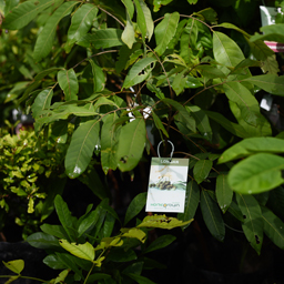 Yugen Agro Garden One of the largest Nursery in Kottai Nedumbassery Kerala