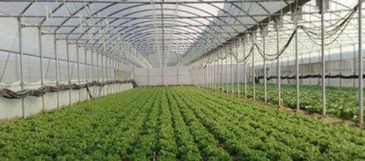 Yugen Agro Garden One of the largest Nursery in Kottai Nedumbassery Kerala